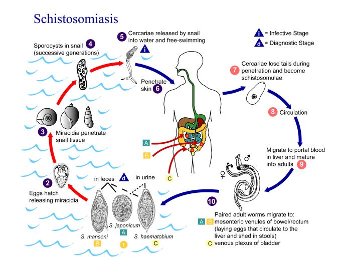 Salvensis Schistosomiasis Worm